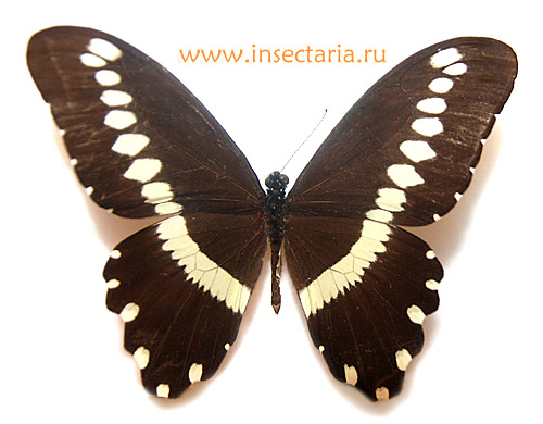 Паруник галлиенус (Papilio gallienus)